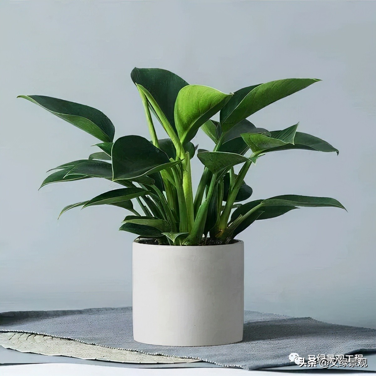 室内植物墙哪些类型植物合适,适合做绿植墙的常绿植物