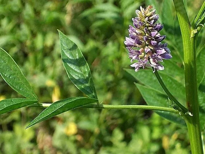 每天学习一味中药甘草,每天学习一味中药