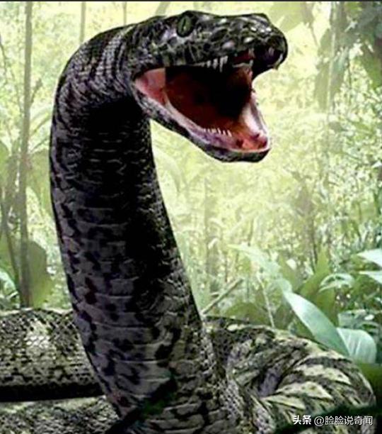 泰坦巨蟒和泰坦蟒是不是一个种类,泰坦蟒和其它的巨大蟒蛇