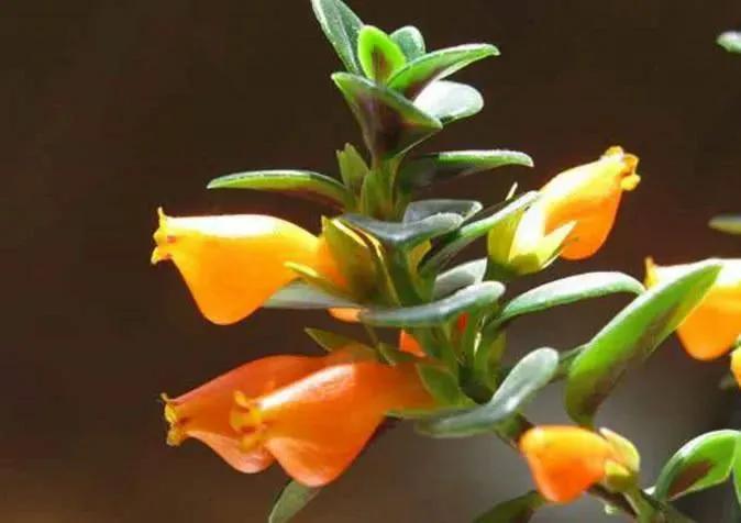 红色金鱼吊兰怎样表示要开花,金鱼吊兰开花初期是什么样子