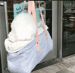 比熊睡觉做梦原因,比熊最怕的几件事