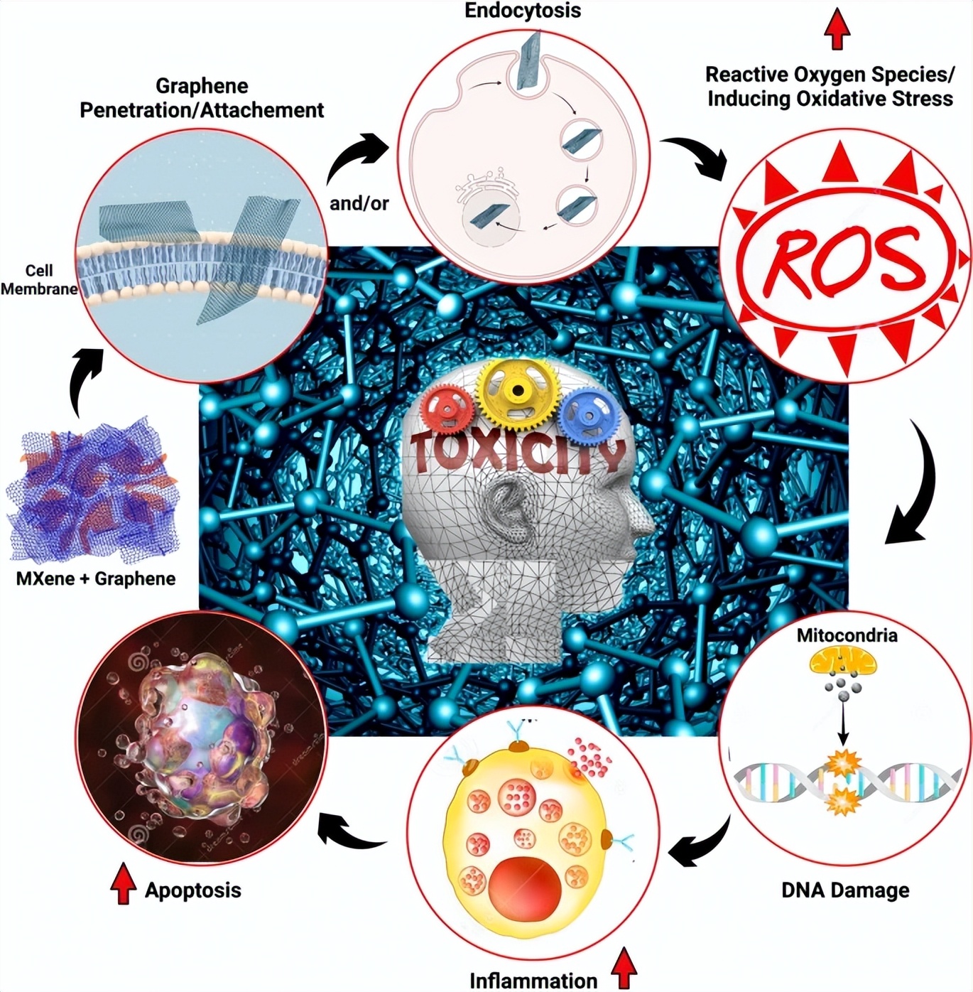 石墨烯与mxene材料,mxene与石墨烯