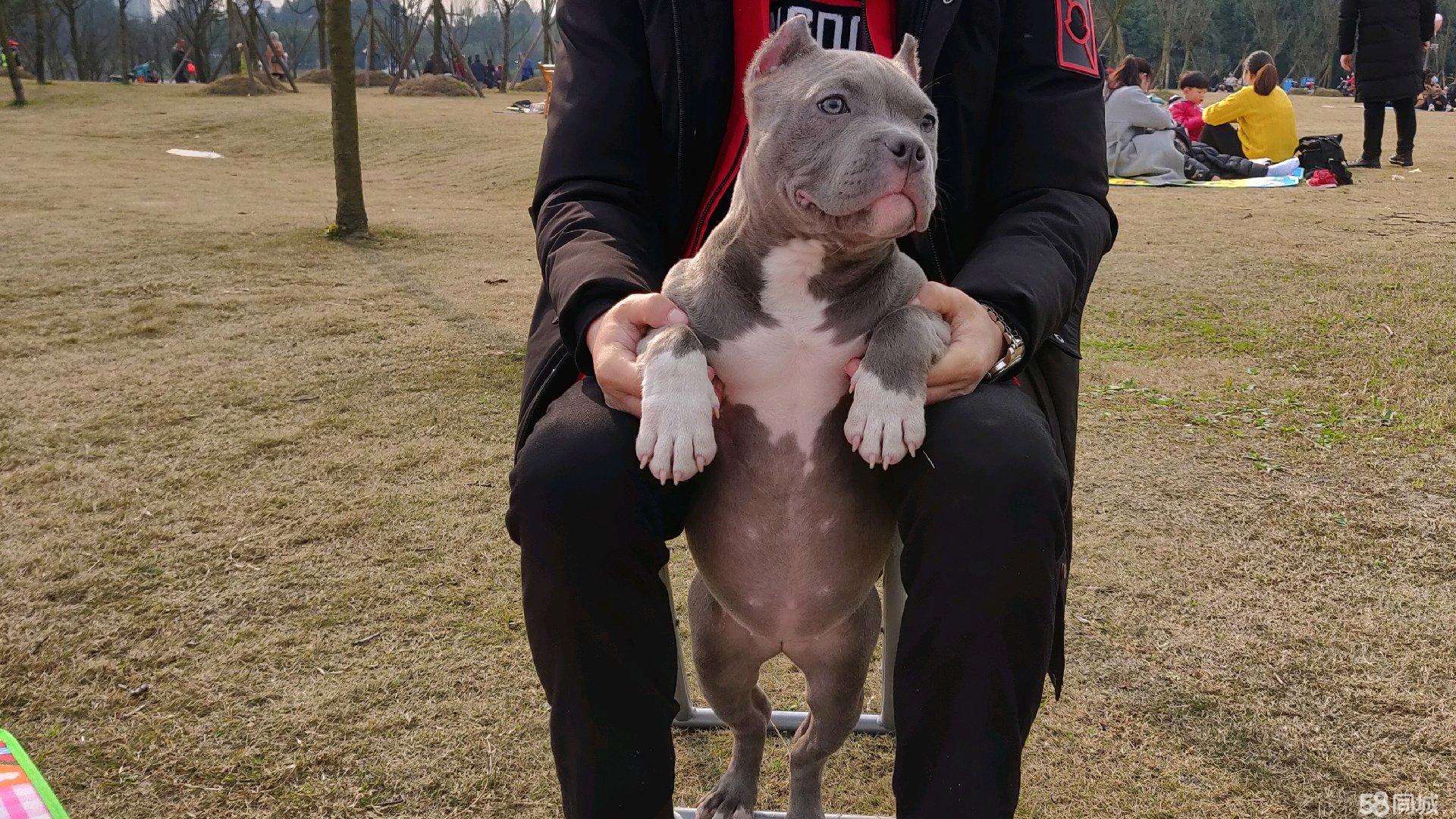 禁养犬名单小狗怎么处理,养犬管理规定48种禁养犬