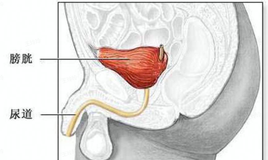 一打喷嚏、咳嗽就漏尿？医生：这是一种病，中老年女性更常见