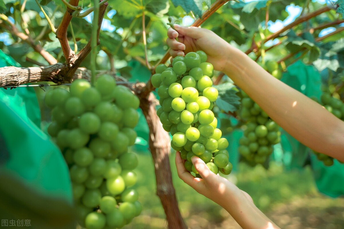 一亩田蔬菜交易平台,一亩田平台批发水果