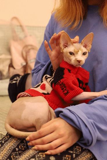 猫界中最通人性的几种猫你养了吗,5种便宜又好养的猫