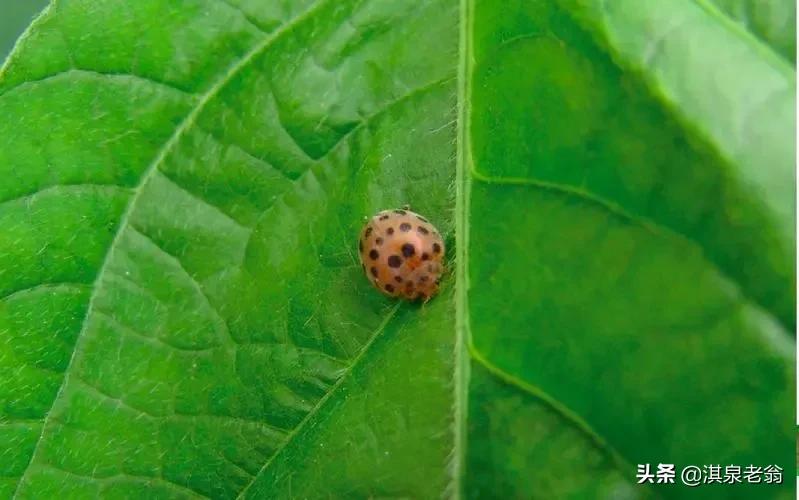 茄子刚移栽到大田如何预防虫害,茄子苗虫害诊断与防治图谱