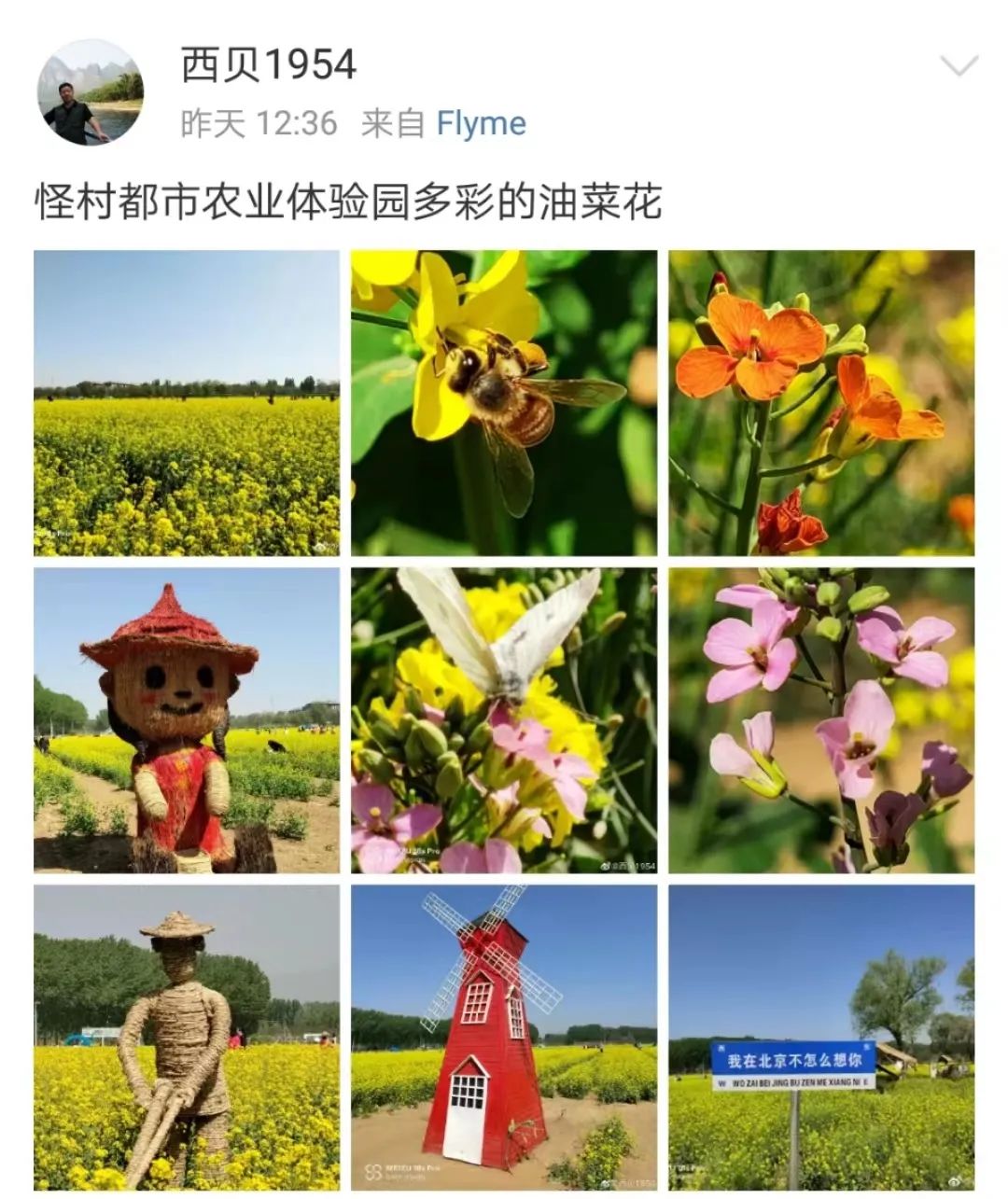 北京周边探秘京城最美油菜花海,北京油菜花必去的地方