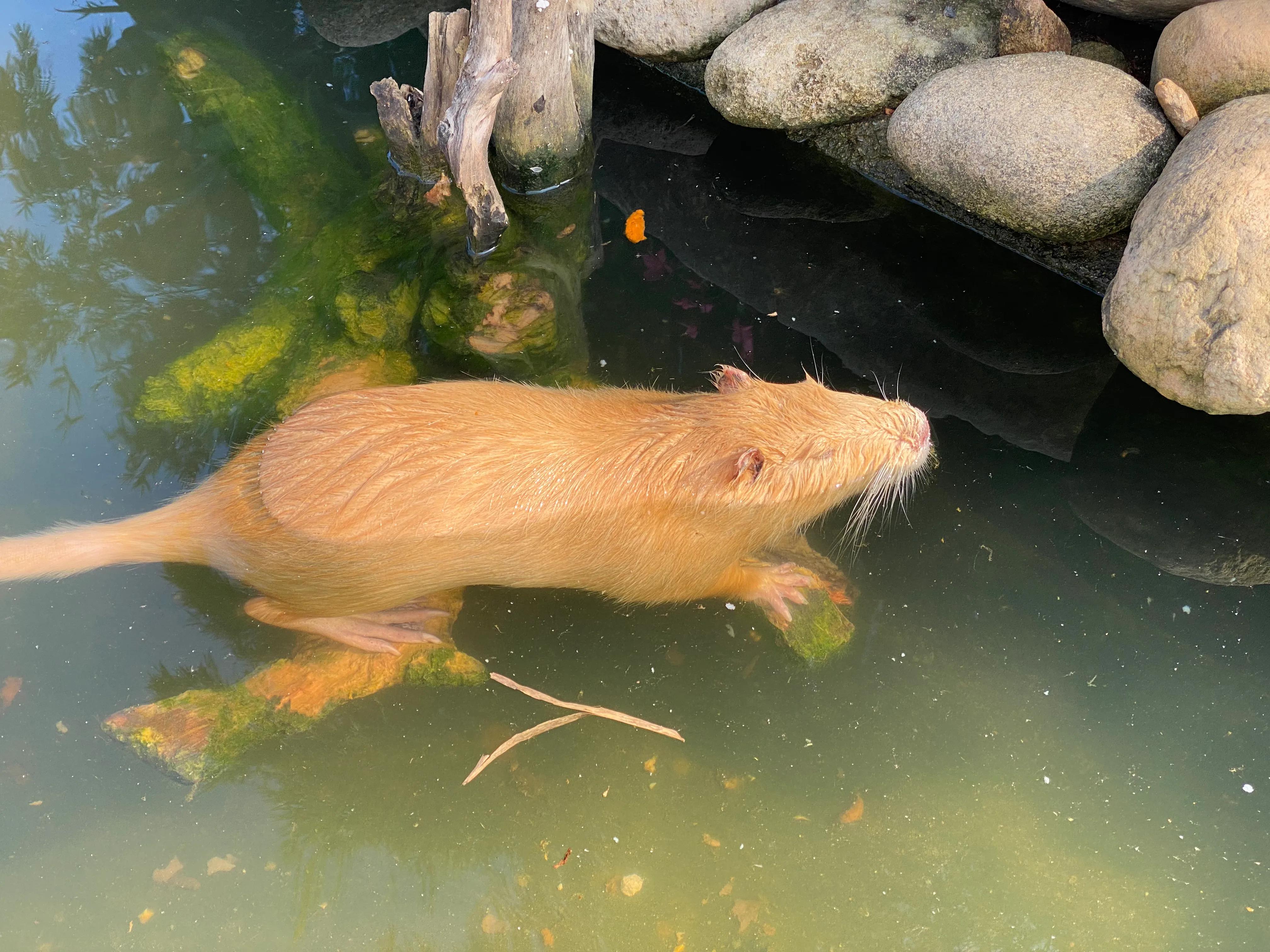 罗浮山浮生六季生态园研学,惠州博罗罗浮山浮生六记生态园