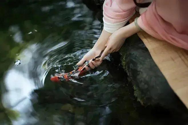 20句一眼惊艳的古诗词,诗词开头惊艳的诗句