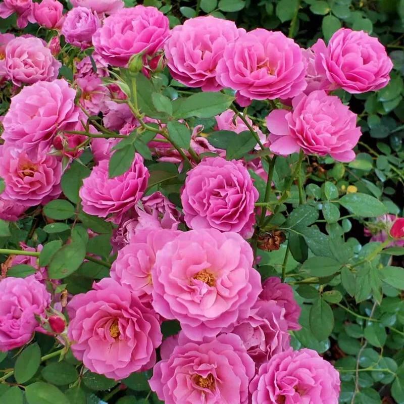 葵系列的月季,高贵浪漫的仙女月季