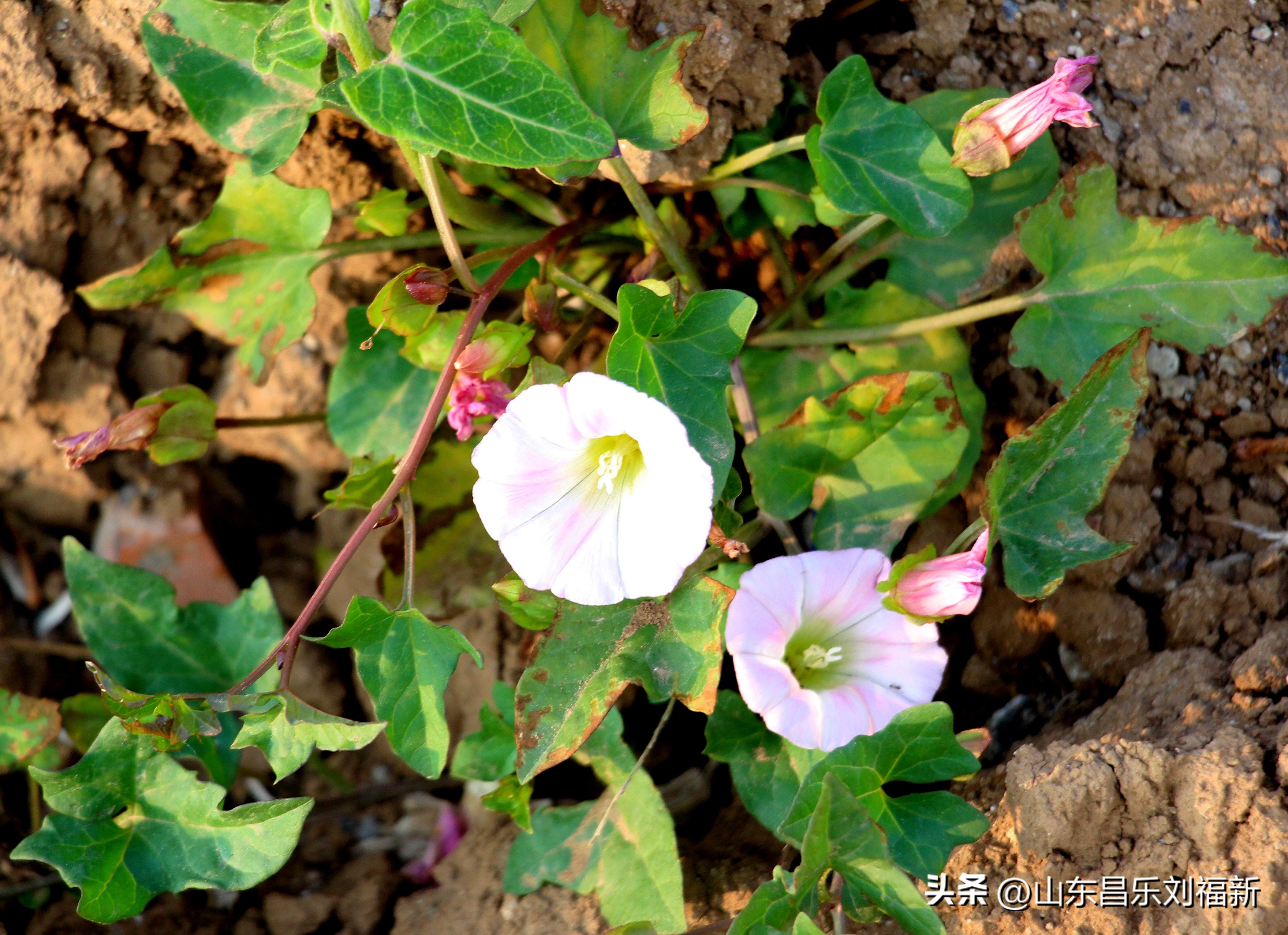 洋槐花·万马奔腾电器·鄌郚医院贴膏药