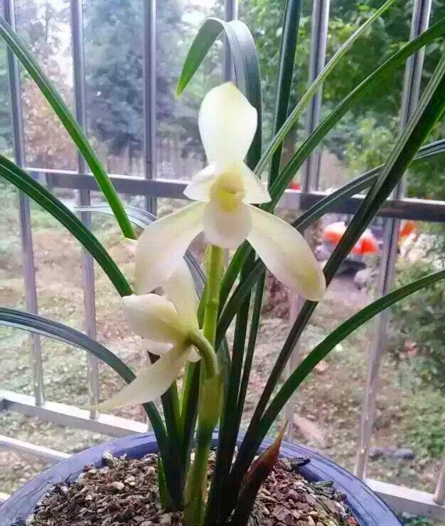 素心兰欣赏,素心兰哪个品种最漂亮