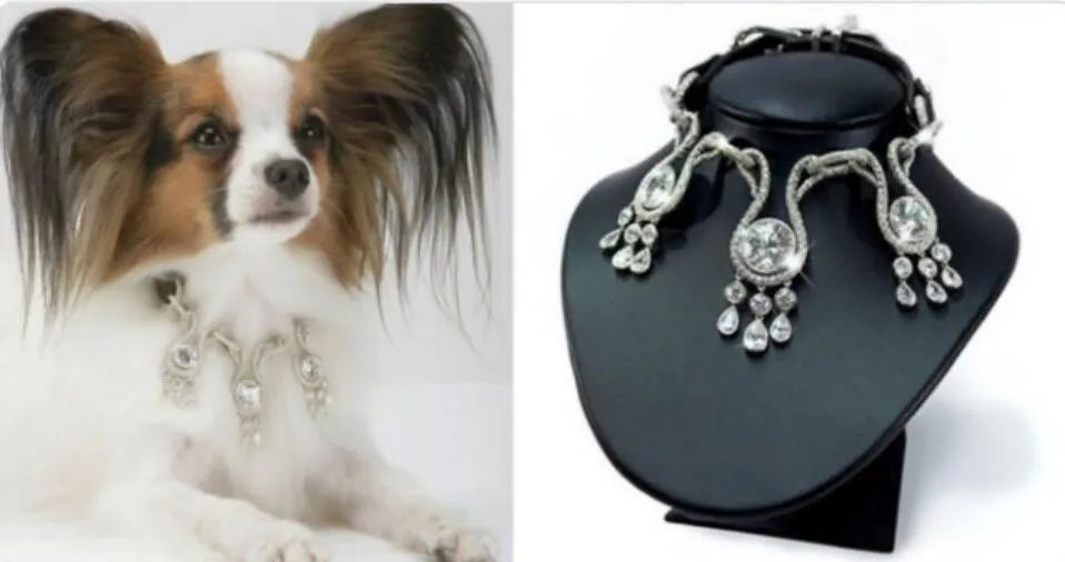 只坑有钱人大赏！哈哈哈哈穷人看了笑哭……