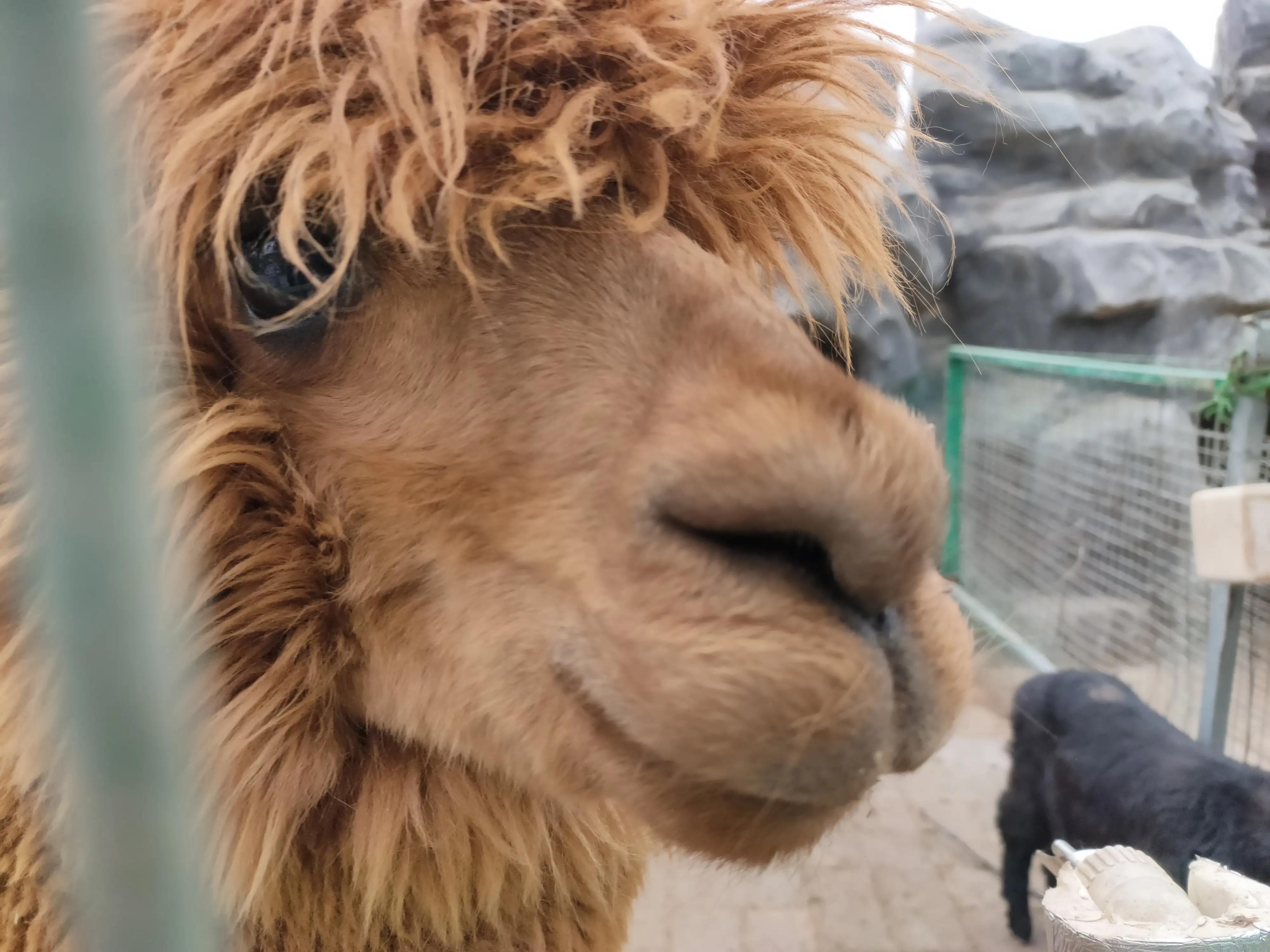 游动物园作文450字,游动物园有感作文