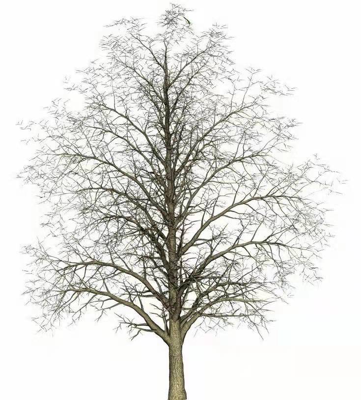 绿化一棵景观树多少钱,一百亩地的绿化树值多少钱