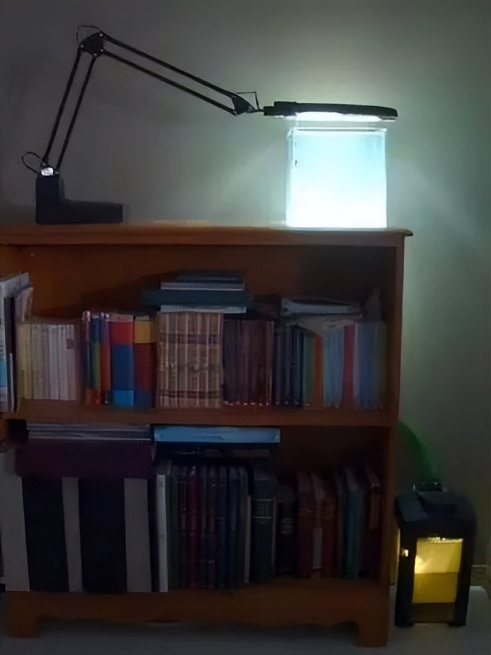 海水珊瑚缸鹦鹉螺,海水缸珊瑚视频大全