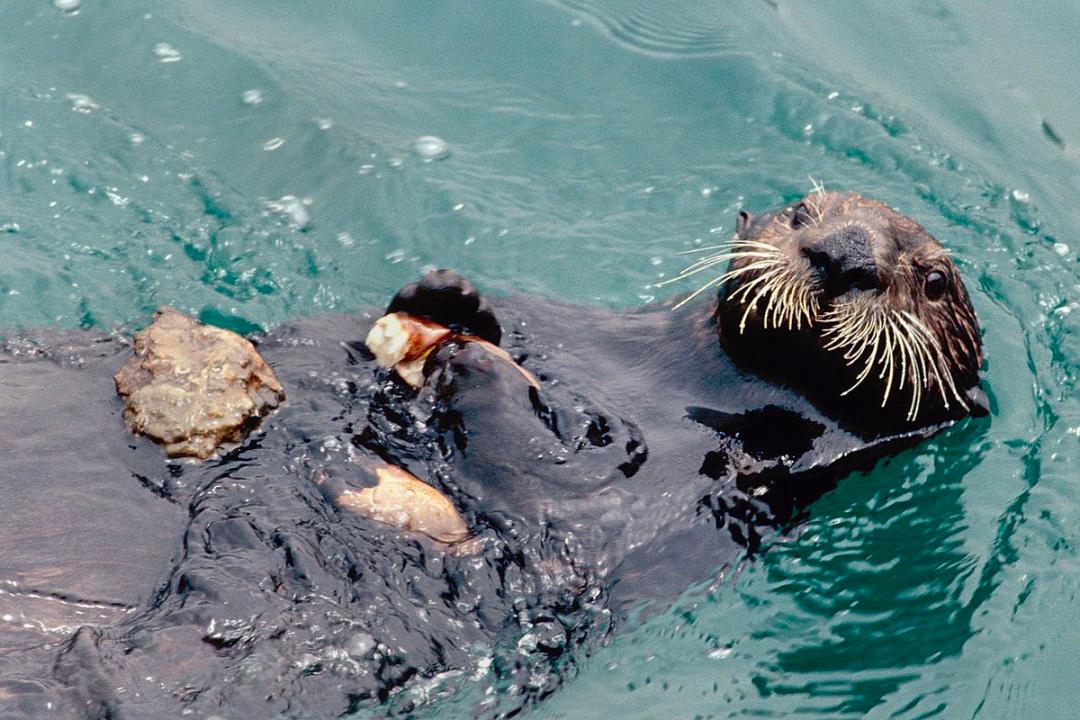 openai创始人谈中国的大模型,openai创始人谈大模型开源不开源