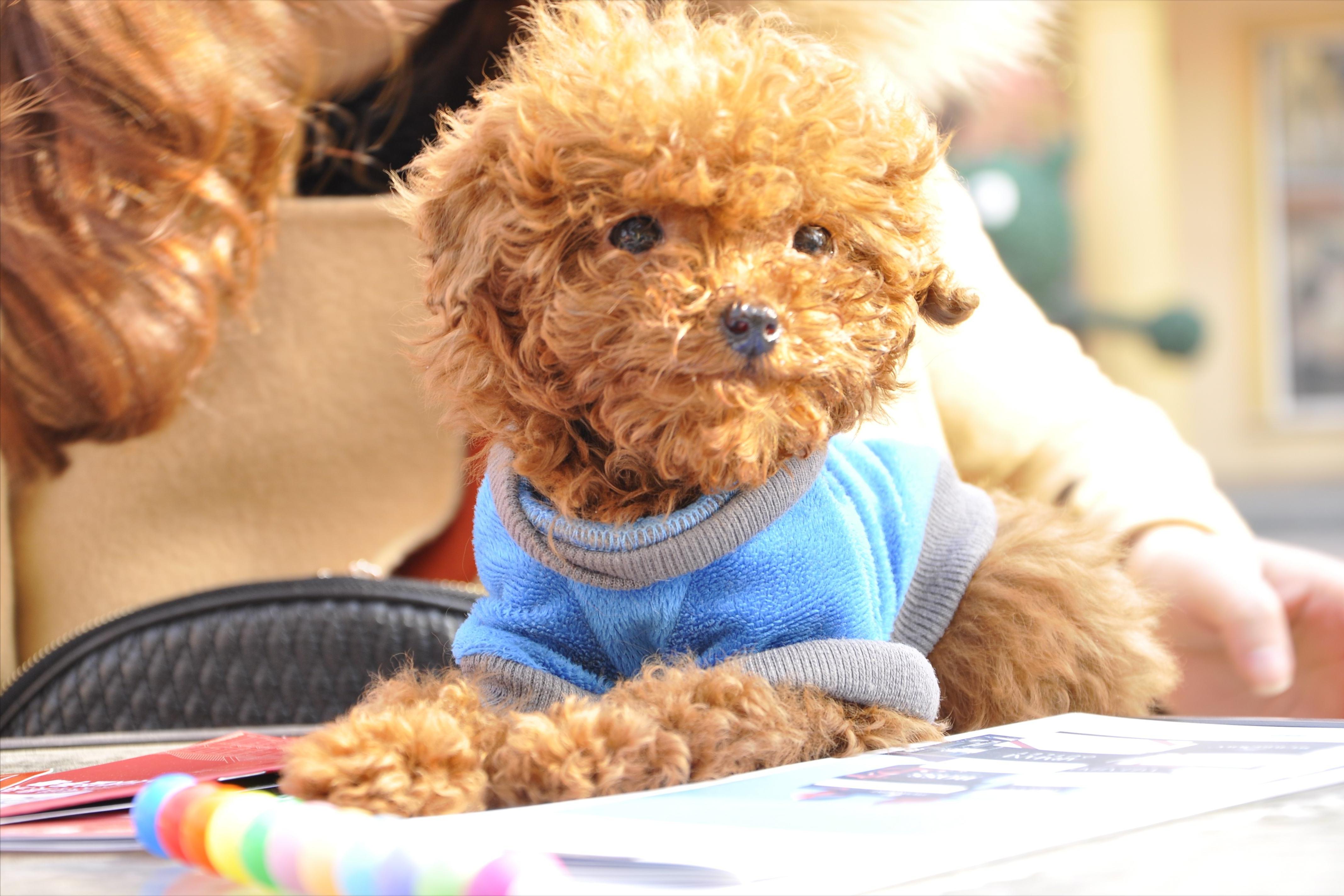 狗吃过期的零食呕吐后该怎么办,狗吃过零食不吃饭怎么办