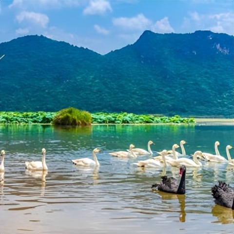 普者黑省旅游景点全攻略,普者黑风景区一天游玩攻略