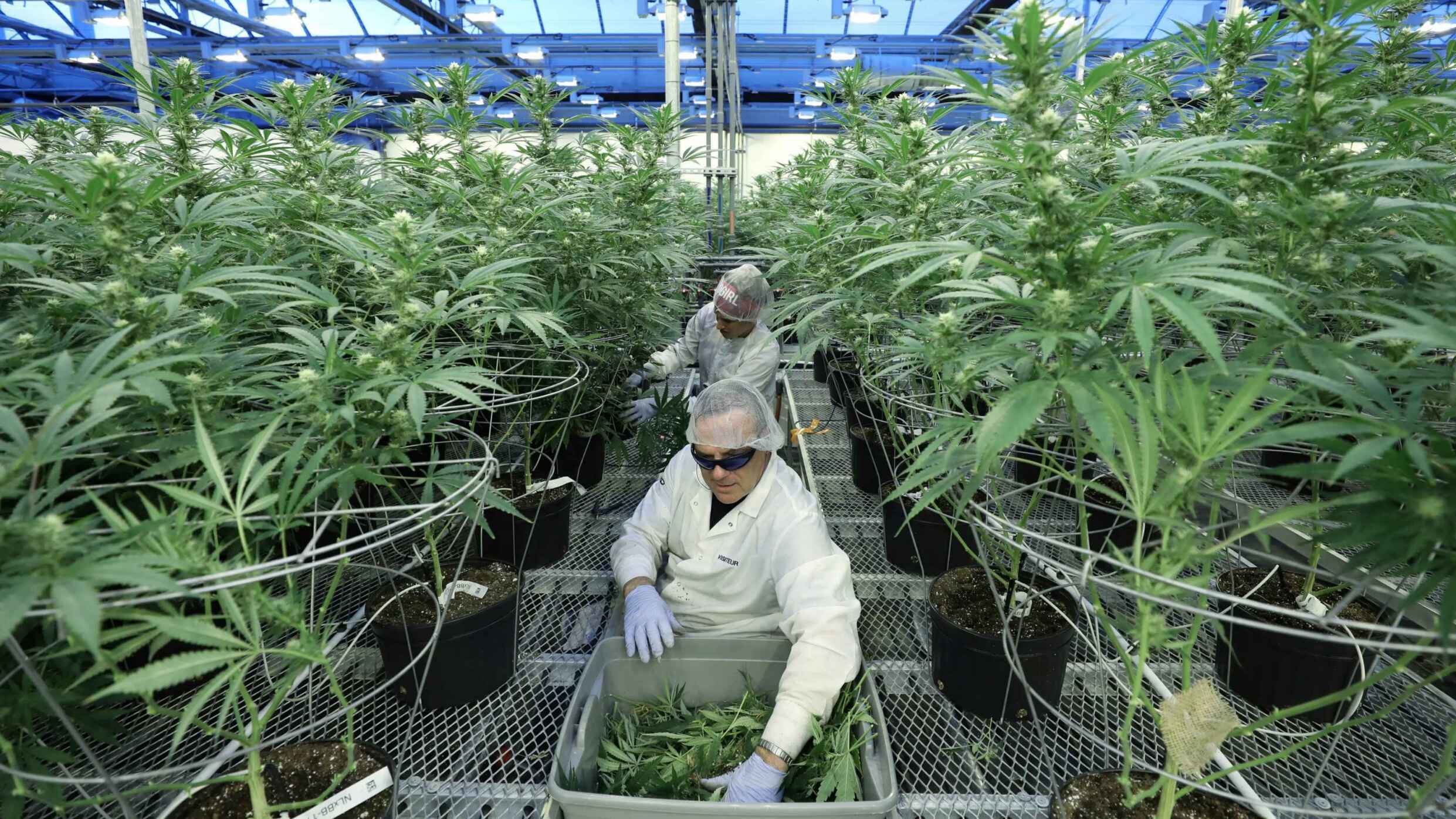 泰国旅游不小心吃了含大麻食品,泰国大麻合法化不怕本国人上瘾吗