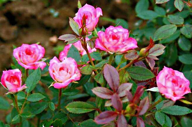 旋转木马和粉扇月季区别,月季旋转木马怎么养