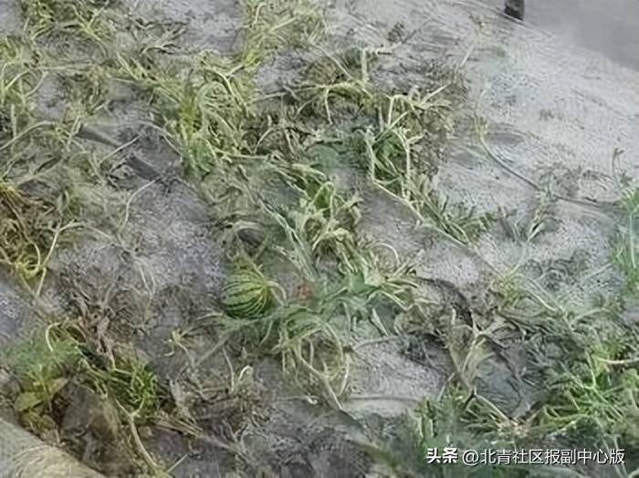 【副中心科技工作者专访】周永香:38年专注推广农业知识,不是在下乡就是在下乡路上