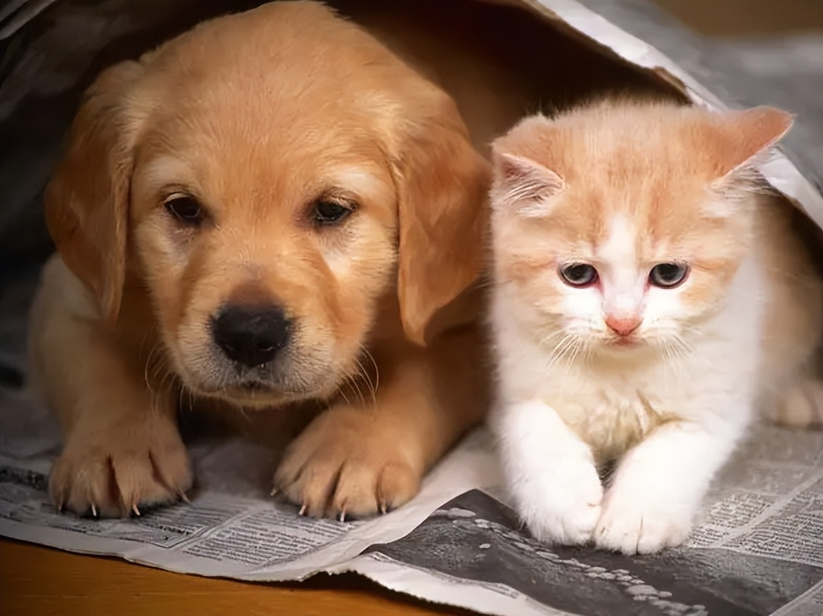 宠物肾脏指数高,宠物肾脏受损怎么办