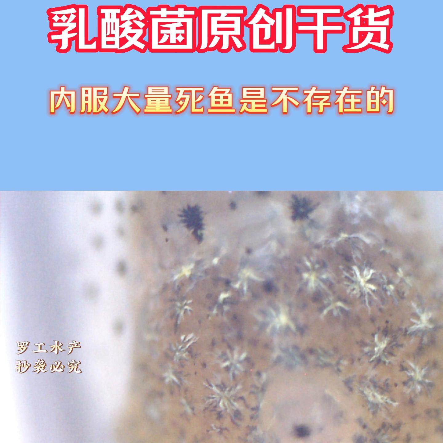 乳酸菌死鱼,水产乳酸菌用量过大缺氧的原因
