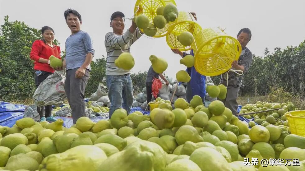 广西水果产量全国第一都有哪些,广西水果量对比其它省水果量