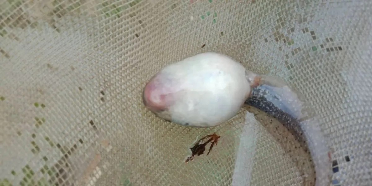 蝌蚪腹水的原因及预防,蝌蚪腹水病怎样治疗