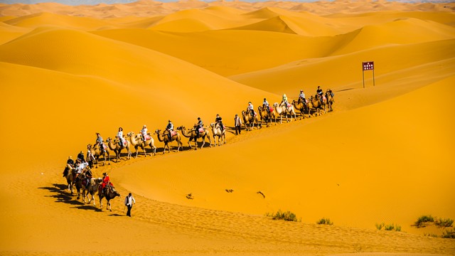 正宗宁夏红枸杞风景,宁夏红色枸杞