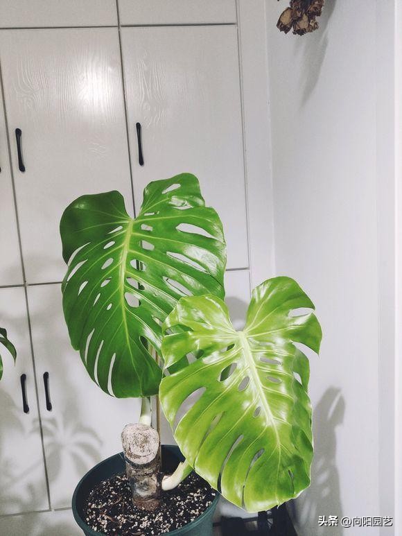 植物净化甲醛有用吗,植物吸甲醛是真的吗