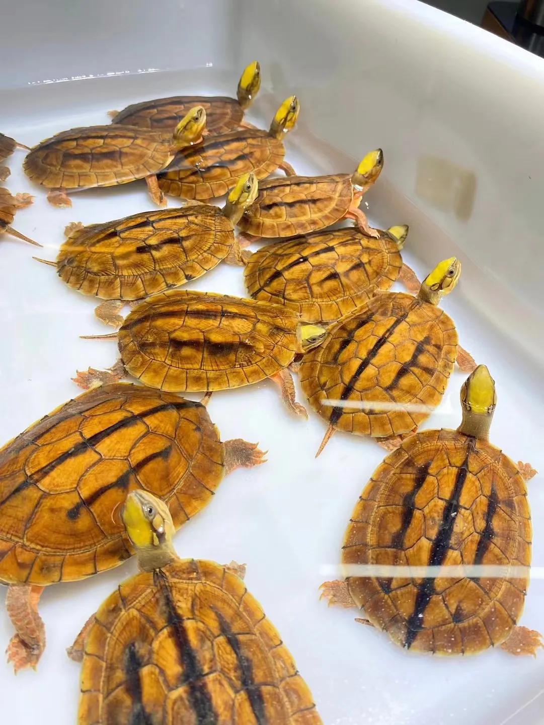 金钱龟用什么缸养好,如何养好金钱龟宠物