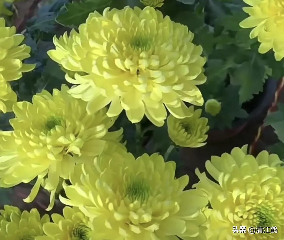 菊花盆栽枯萎后第二年能长新芽吗,刚买回来的菊花花朵枯萎了怎么救