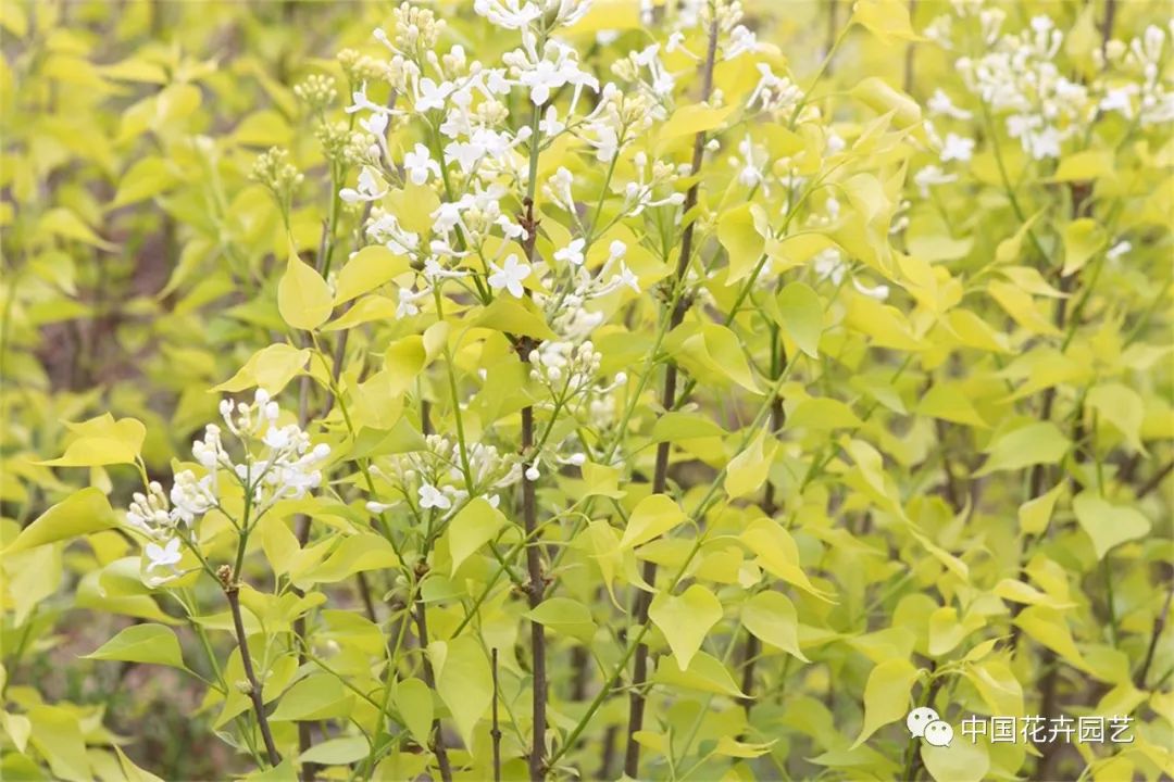 “全能型”乡土植物——丁香|“小众精英”专题