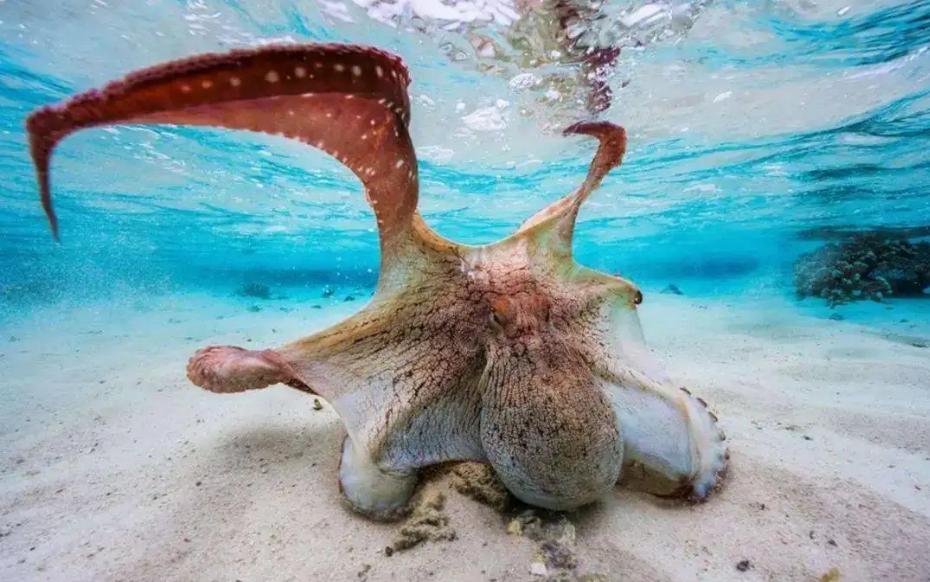 能预测世界杯，还拥有再生能力，章鱼真的不是外星生物吗？