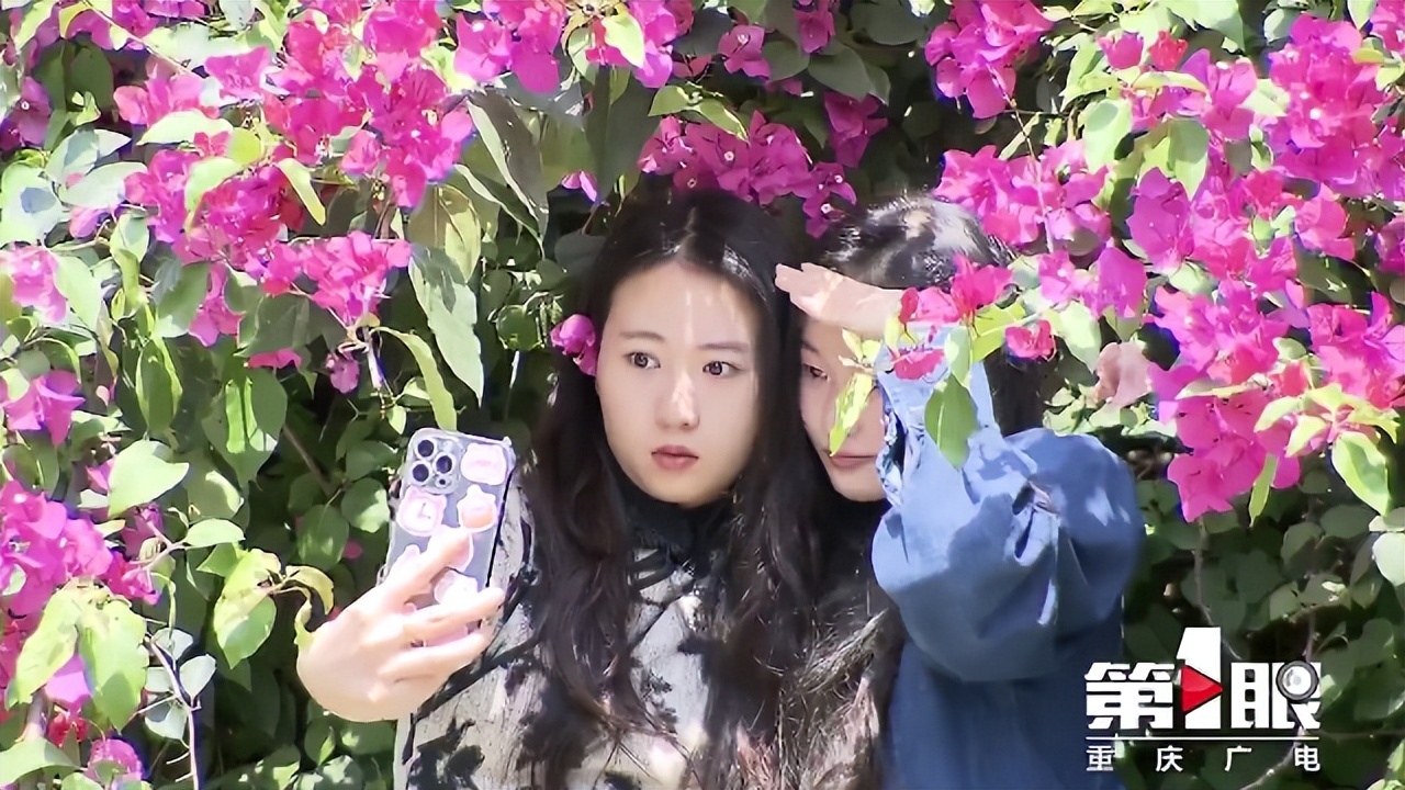 期待已久的三角梅绚丽多彩,街边的红紫三角梅艳丽开放