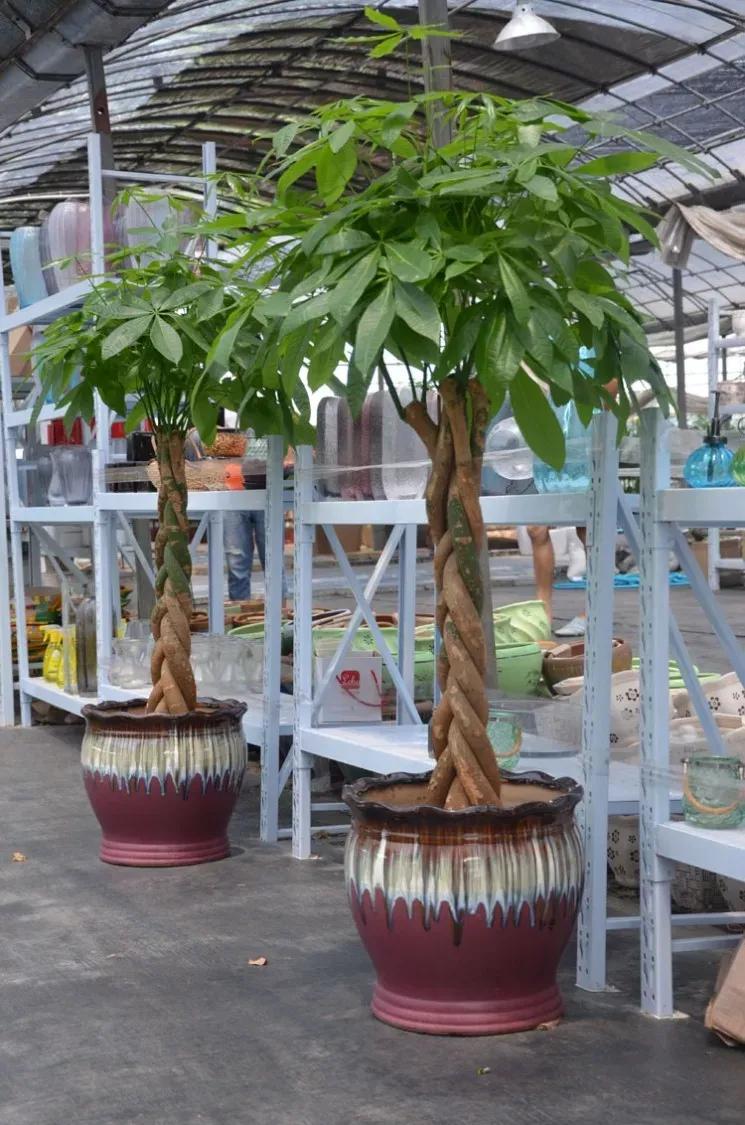 客厅实用盆栽植物有哪些,客厅一般放什么植物盆栽比较好