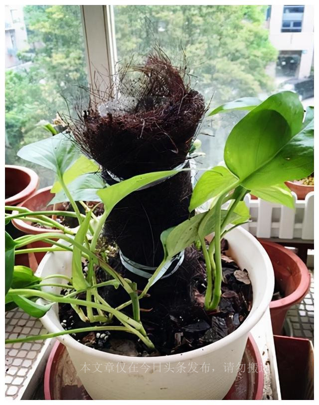 自制绿萝爬柱,怎样在家自制绿萝柱