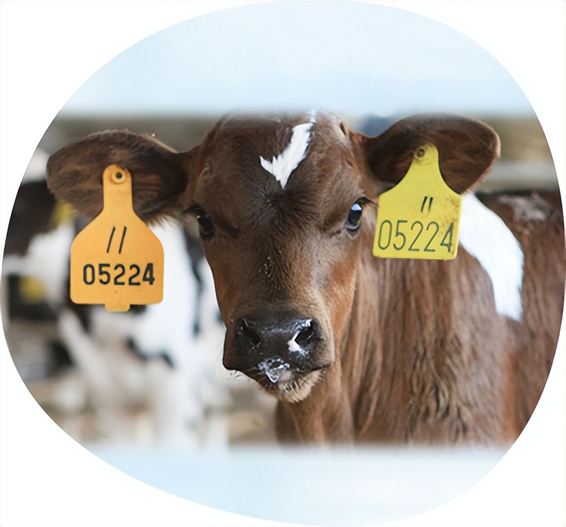 飞鹤奶粉最好吗,飞鹤奶粉更适合中国宝宝的体质