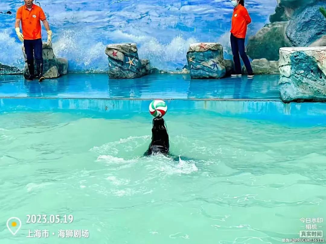 上海野生动物园和上海动物园,上海野生动物园过年营业时间