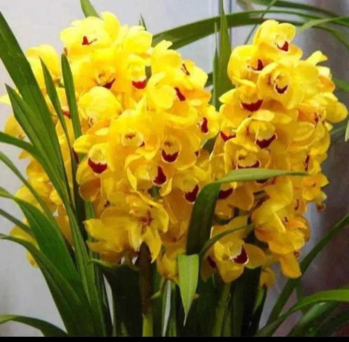 大红袍兰花是什么品种,兰花的品种什么最好