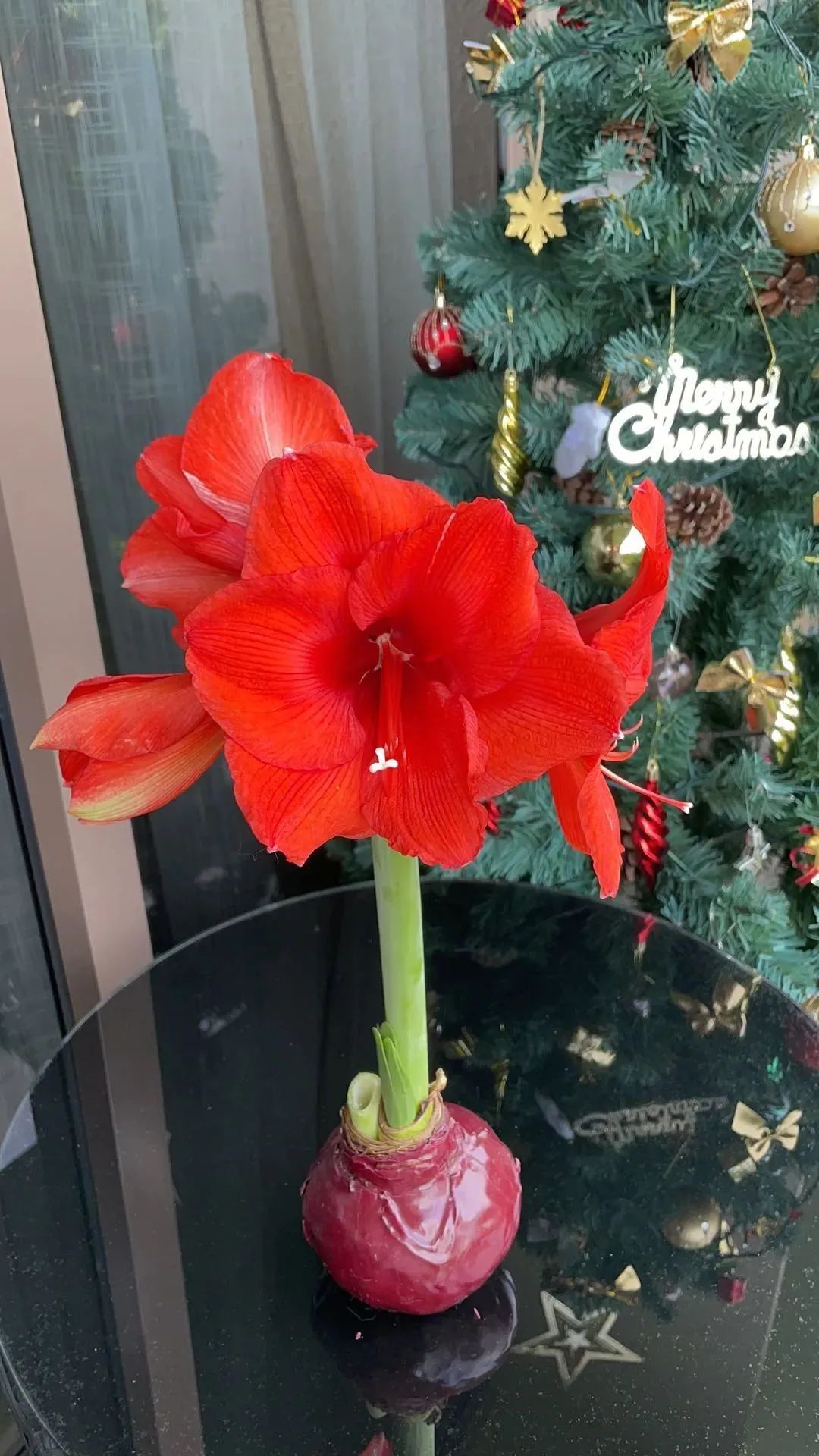 鲜花在水里能养几天会死,新加坡盆栽花卉怎么养