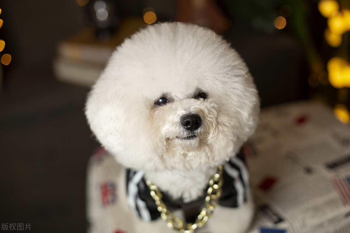 犬胆汁淤积肝炎,狗狗肝腹水治好案例