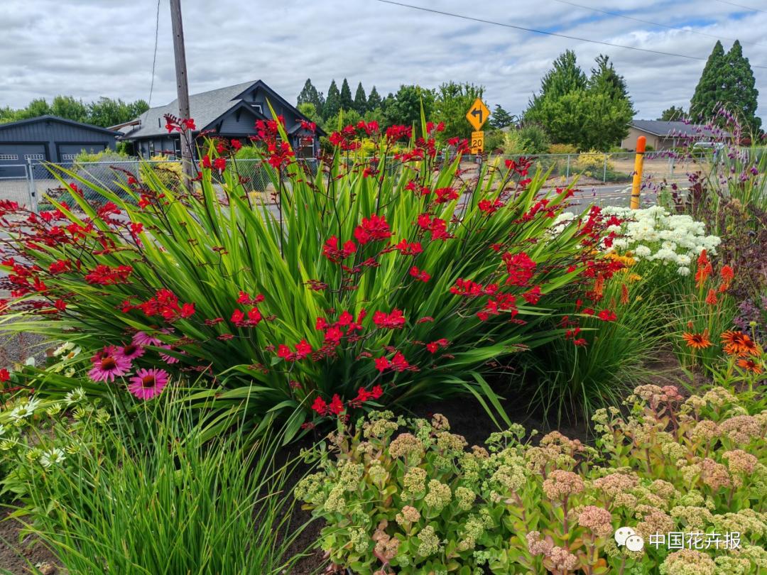 宿根花卉栽培,宿根花卉的栽培管理