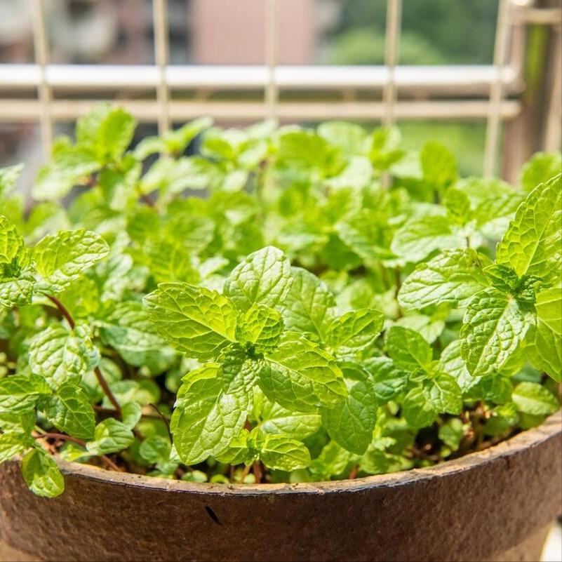 薄荷生虫子因为什么原因,薄荷上有绿色的虫子怎么办