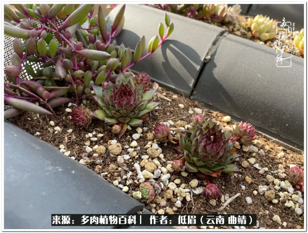 养了七年多肉,养了八年的肉肉终于开花了