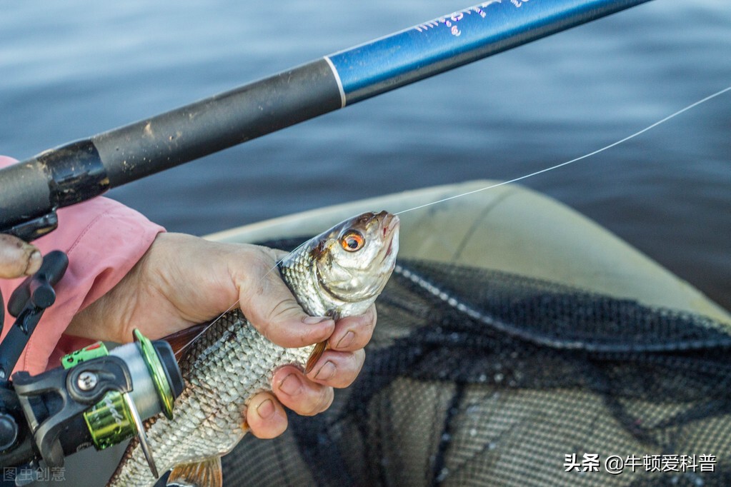 冬季用泥鳅当鱼饵钓鱼好钓吗,用泥鳅钓鱼需要打什么饵料