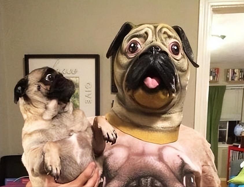 巴哥犬为什么有斑,巴哥犬有泪痕严重怎么办